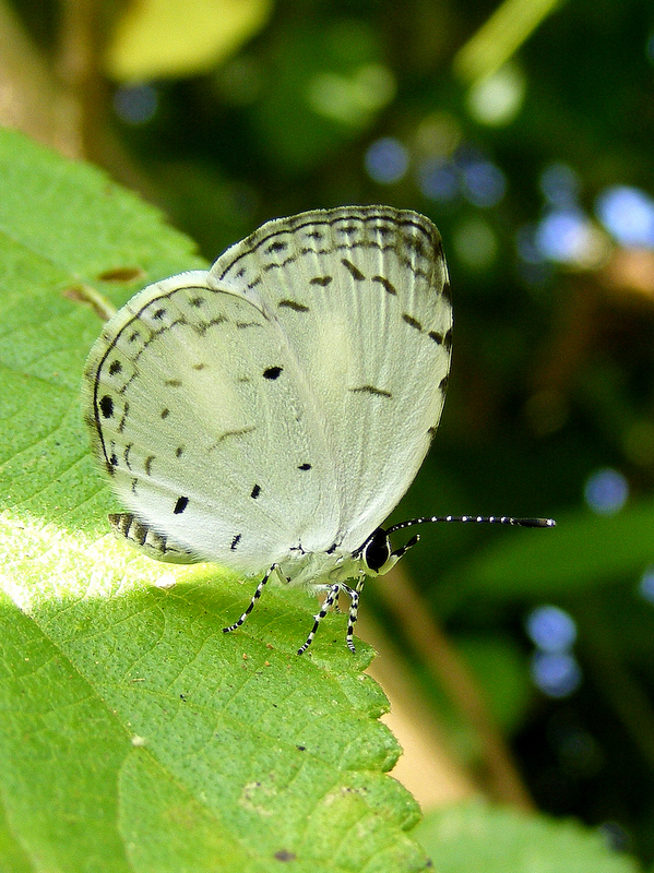 Butterflies